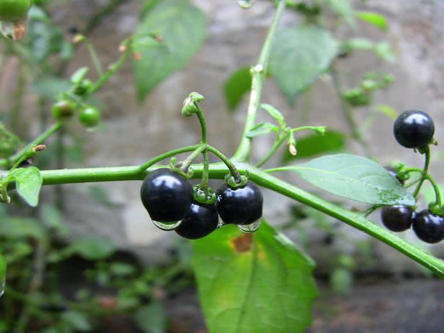 These plants brought us a lot of fun when we were young. How many more can you remember?