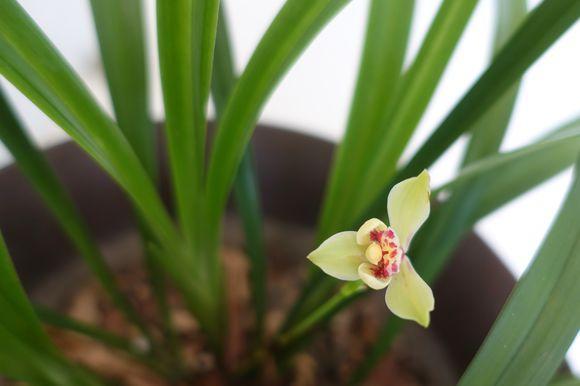 What are the reasons for stem rot of orchids? How many do you know?