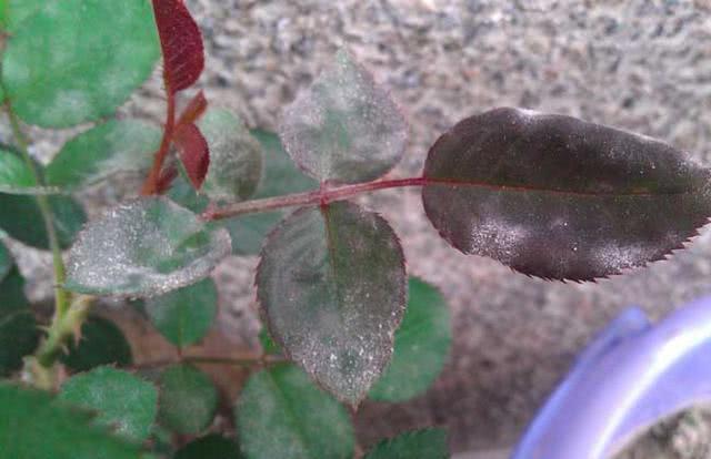 How does rose powdery mildew break? The vitality of the treatment is as good as before.