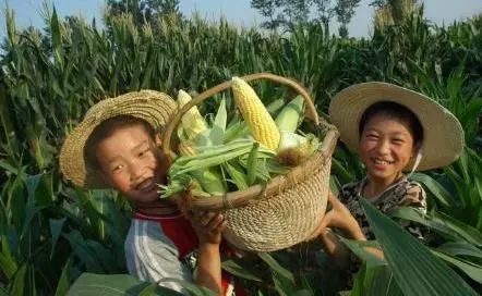 The corn planted by the young people in the village does not want to be topdressing and the corn is growing well after one-time fertilization.