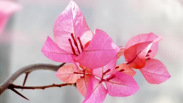 The step of changing the pot of triangular plum was not done well. No wonder the leaves wilted and grew well.