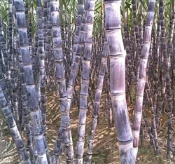 Six measures to improve the high yield of sugarcane planted in winter