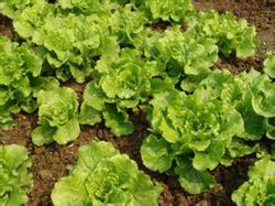 What is the difference of fertilization between lettuce field and cooked vegetable field