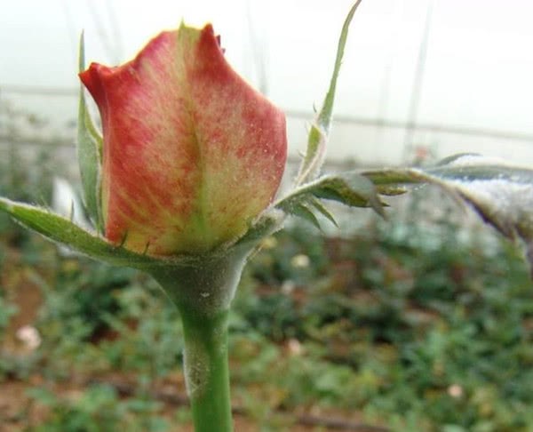 Common diseases and insect pests of rose and their control methods