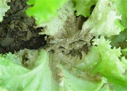 Several common diseases of lettuce and their control methods