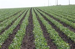 High-yield and High-efficiency cultivation Model and matching techniques of Maize intercropping Sweet Potato among Spring Soybean