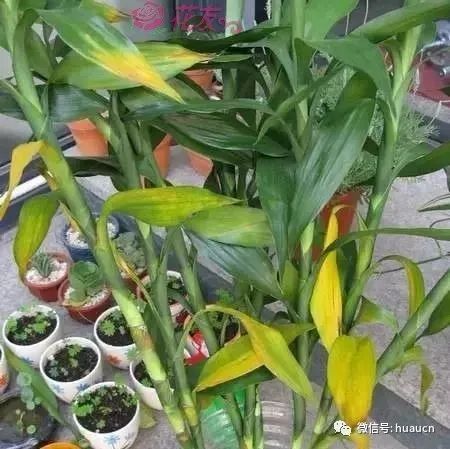 Eight methods of radical cure of yellow leaves by green planting of flowers