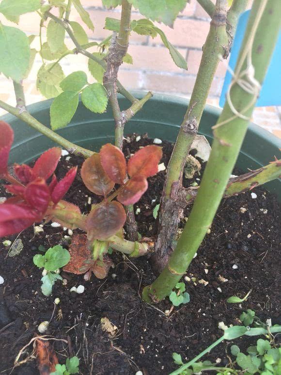 Two months later, the stiff seedlings of rose finally broke through the clouds to see a sunny day.