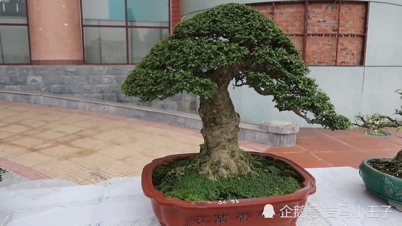 Bonsai exhibition: there are a lot of beautiful bonsai at the exhibition. Many friends come to visit each pot and like it.