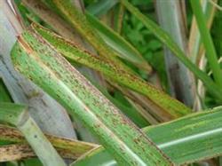 Drought resistance technology of sugarcane