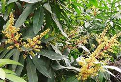 The method of soil testing and formula fertilization for mango