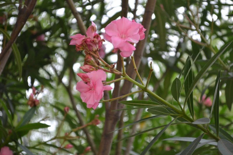 Please don't keep these popular flowers in the flower market at home.