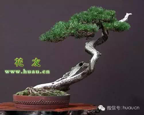 Small Bonsai Concentrated Large Landscape Wonderful Nature