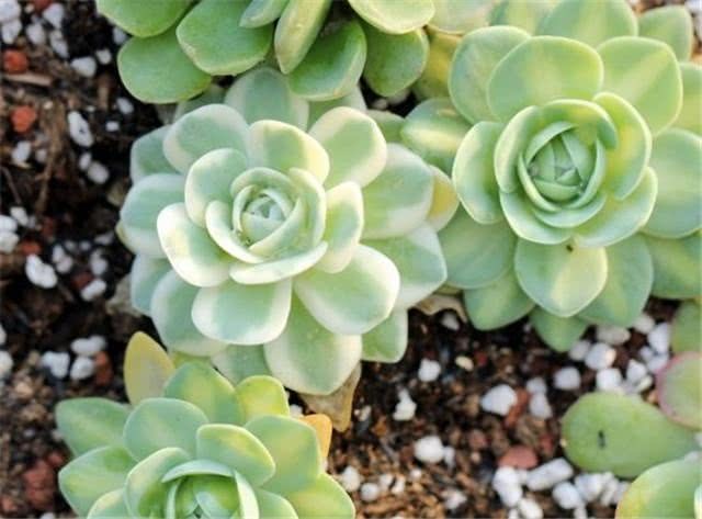 How to breed succulent green Phoenix as long as you master these tricks, you can raise it well.