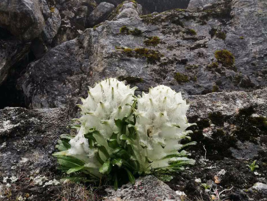 It is often mistaken for Tianshan snow lotus. Many people venture to pick it but do not know it is worthless.