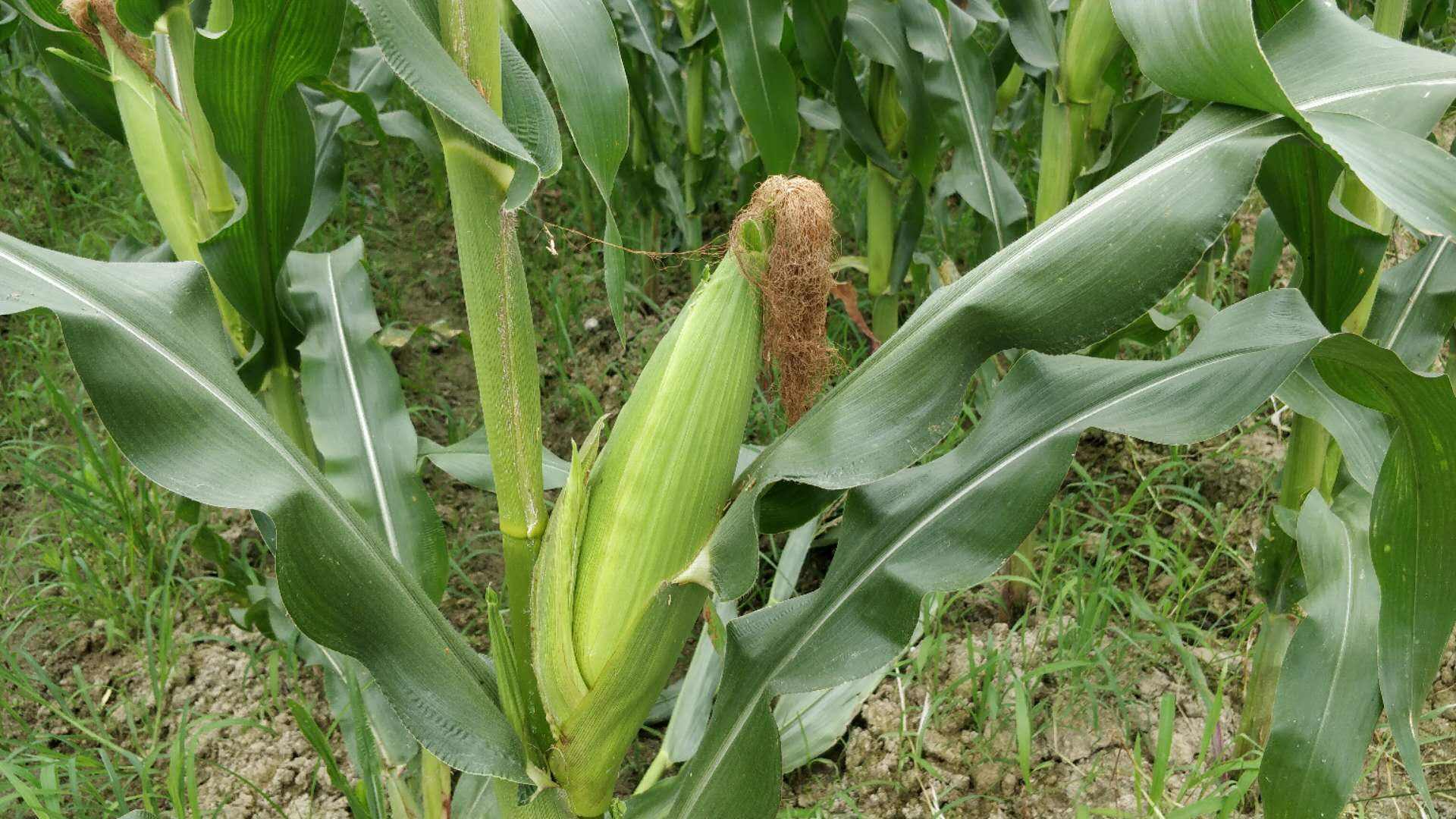 The harmful grass in the corn field used to be hated by farmers. It is now worth more than corn and makes more money.