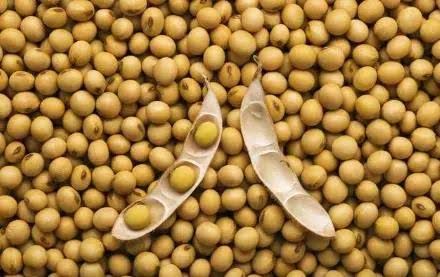 Imported soybeans are beset with difficulties when will the price of soybeans rise in China