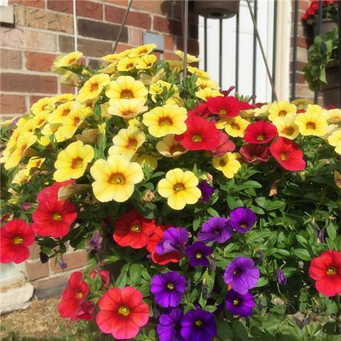 In summer, three kinds of flowers are super heat-resistant, the hotter they are, the fiercer they bloom.