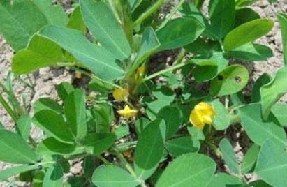 Peanut bacterial wilt is a major cause of peanut yield reduction. Bacterial wilt is actually soil-borne disease.