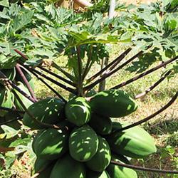 Management of cultivation techniques of papaya