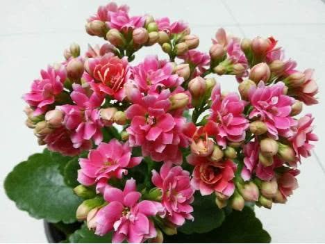 You deserve to have these longevity flower cuttings. Hurry up and make up the lesson.