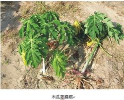 Control measures of papaya rot head disease