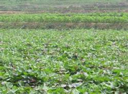 Sweet potato clever topdressing rapid expansion