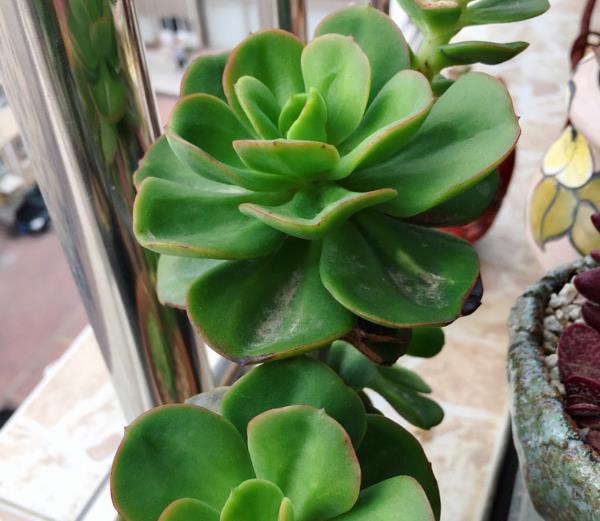 Succulent plants grow only in summer? Learn to improve the maintenance environment, the leaves are compact and fat.