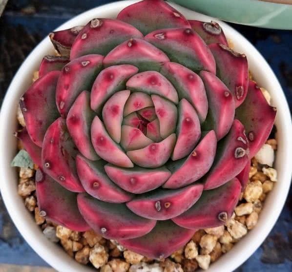 Do you want to raise succulent plants in summer? Don't take risks. Just shade properly.