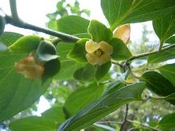 Management of persimmon trees before and after flowering