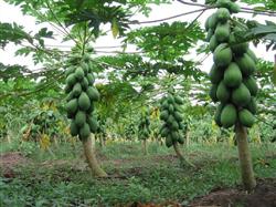 Economic fertilizer application amount and suitable proportion of papaya trees