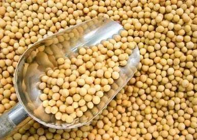 Why hasn't this soybean variety been promoted with a yield of 280 kilograms per mu?