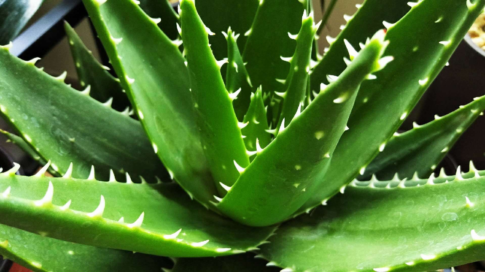 You can also develop common aloe vera into high-end bonsai.