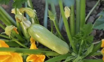 Pumpkin seedlings grow vigorously but do not bear pumpkins, which is worrying the growers.