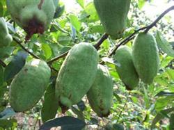 Control of brown rot of papaya