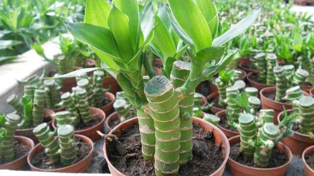 Domestic rich bamboos are mistakenly distinguished to ensure that the leaves are green