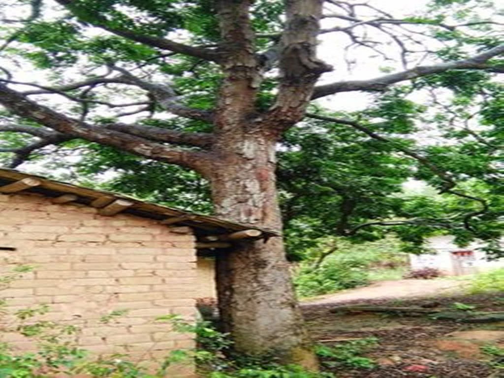 The young man bought a tree stump for 800 yuan and his wife was worth ten thousand yuan after a big fight for a period of time.