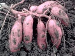 Five measures for High yield cultivation of Sweet Potato