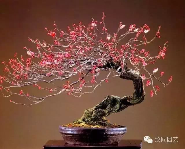 The important effect of Illumination on Bonsai