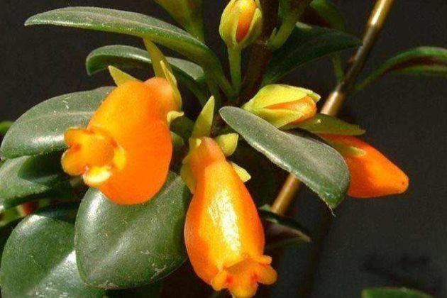 Goldfish orchids grow like this with green leaves full of pots and flowers full of branches.