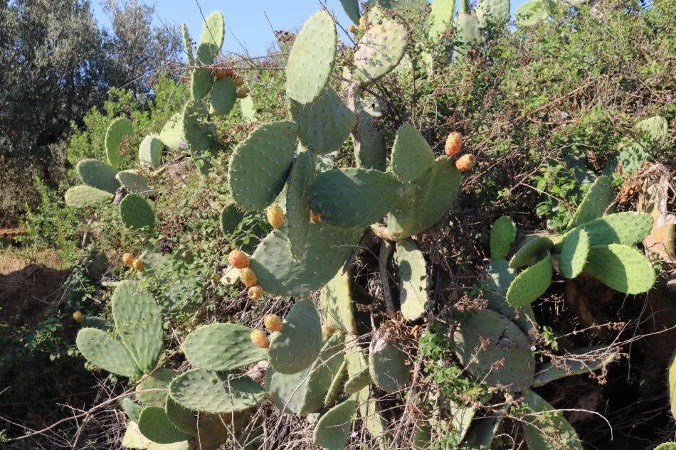 This fruit is covered with thorns. I thought it was poisonous when I was a child. I dare not eat it abroad, but it is an online celebrity fruit.