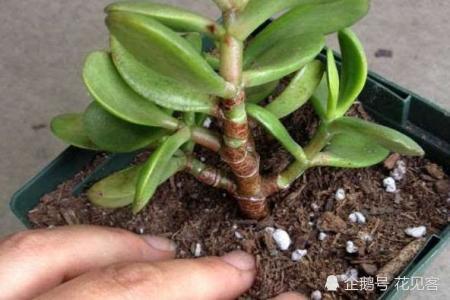 The golden branch and jade leaf can pinch a twig and live so that it can be maintained for a year and become a big pile.