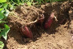 The high yield of sweet potato depends on fertilization.