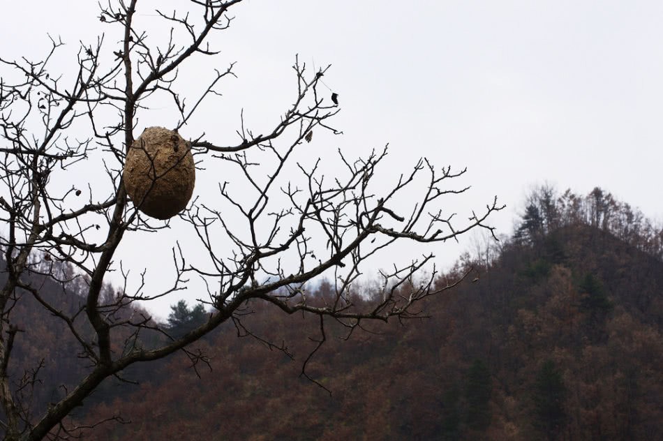 It is very ugly. It used to be feared by everyone. Now it has become a rarity. It sells for 200 yuan each.