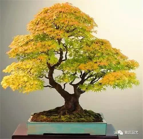 Is the bonsai taking too long to form? Let's speed it up a little bit.