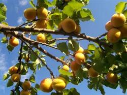 The secret of increasing production of apricot trees