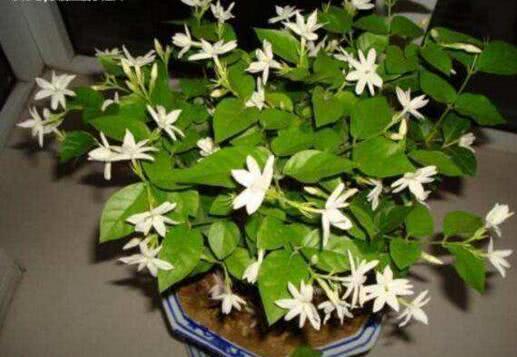 Gardenia, jasmine and longevity flowers drink while the water is hot and the living roots and leaves run together.