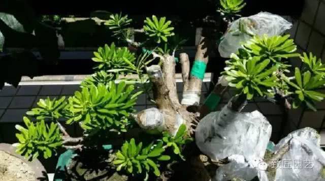 A brief introduction to the grafting technique of bonsai plants