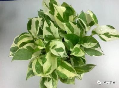 Grandma's bathroom has no windows, it is not ventilated, it is damp and stuffy, and these five kinds of flowers are fresh and dry.