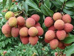 High yield and good quality cultivation techniques of Litchi